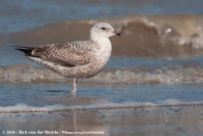 European Herring GullLarus argentatus ssp.