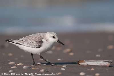 SanderlingCalidris alba alba