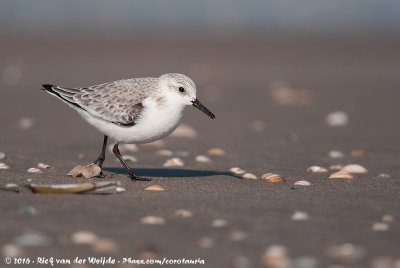 SanderlingCalidris alba alba