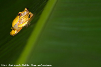 Hourglass Tree FrogDendropsophus ebraccatus