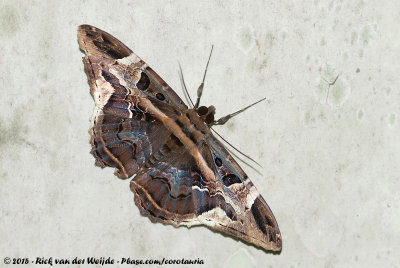 Calpine Moth  (Letis herilia)
