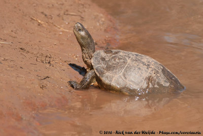 Spanish Pond TurtleMauremys leprosa leprosa