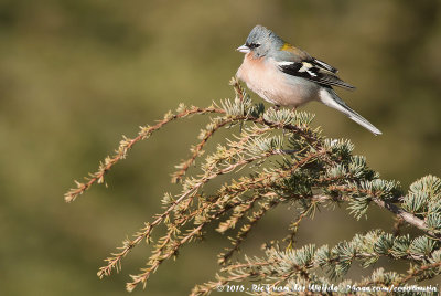 Atlas Chaffinch<br><i>Fringilla spodiogenys africana</i>