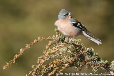 Atlas ChaffinchFringilla spodiogenys africana