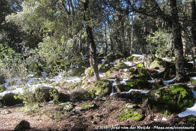 The Cedar Forest of Azrou