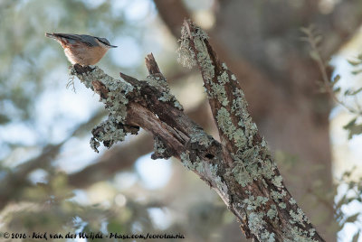 Eurasian NuthatchSitta europaea hispaniensis