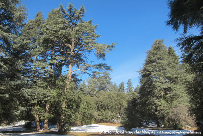 The Cedar Forest of Azrou
