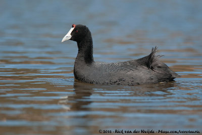 Red-Knobbed CootFulica cristata