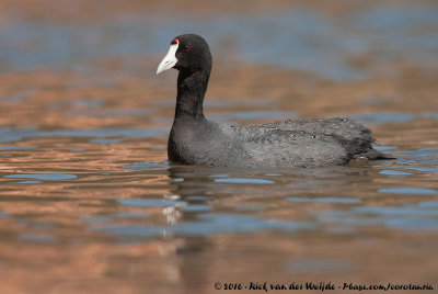 Red-Knobbed CootFulica cristata