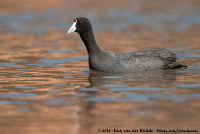 Red-Knobbed CootFulica cristata