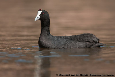 Red-Knobbed CootFulica cristata