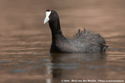 Red-Knobbed CootFulica cristata