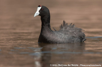 Red-Knobbed CootFulica cristata