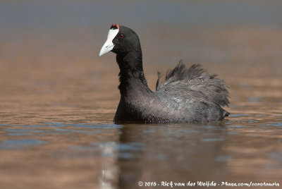 Red-Knobbed Coot  (Knobbelmeerkoet)