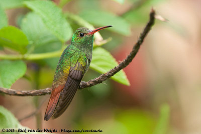 Rufous-Tailed HummingbirdAmazilia tzacatl tzacatl