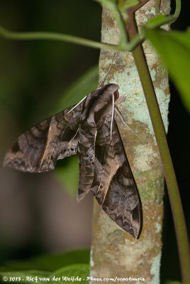 Eumorpha triangulum