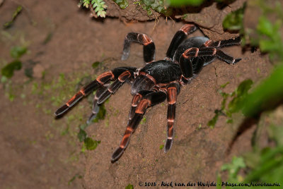 Costa Rican Red-Legged Tarantula  (Megaphobema mesomelas)