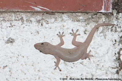 Common House GeckoHemidactylus frenatus