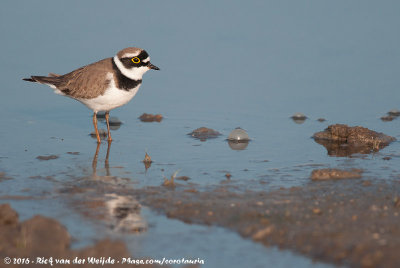 Little Ringed PloverCharadrius dubius curonicus