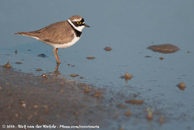 Little Ringed PloverCharadrius dubius curonicus