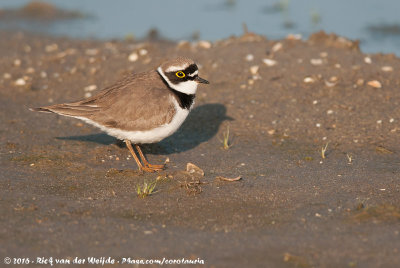 Little Ringed PloverCharadrius dubius curonicus