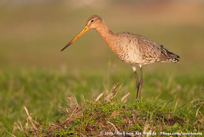 Black-Tailed GodwitLimosa limosa limosa