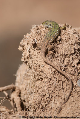 North African Ocellated Lizard  (Marokkaanse Parelhagedis)