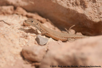 Small-Spotted LizardMesalina guttulata