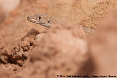 Small-Spotted LizardMesalina guttulata