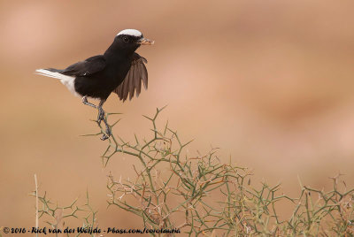 White-Crowned WheatearOenanthe leucopyga leucopyga