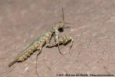 Thistle Mantis  (Blepharopsis mendica)