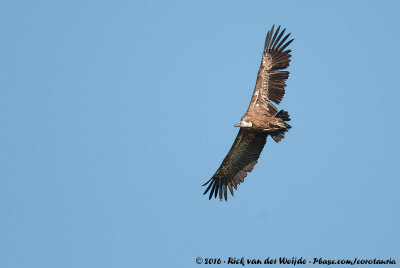 Griffon Vulture  (Vale Gier)