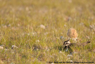 Northern LapwingVanellus vanellus