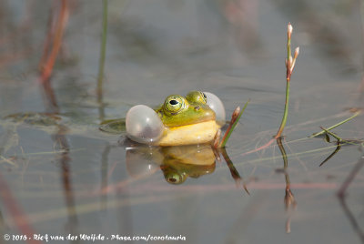 Pool FrogPelophylax lessonae