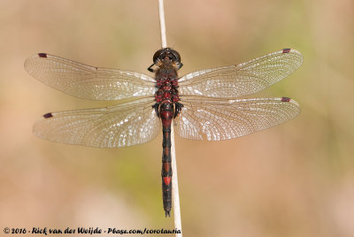 The Dragonflies and Damselflies of The Netherlands