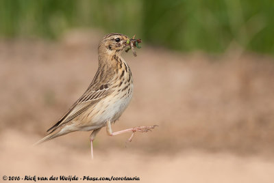 Tree PipitAnthus trivialis trivialis