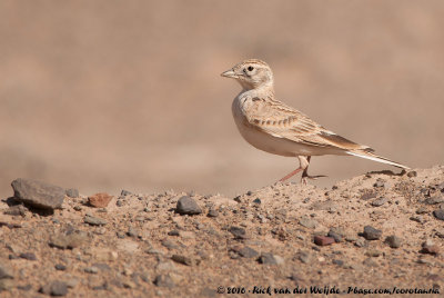 Greater Short-Toed Lark  (Kortteenleeuwerik)