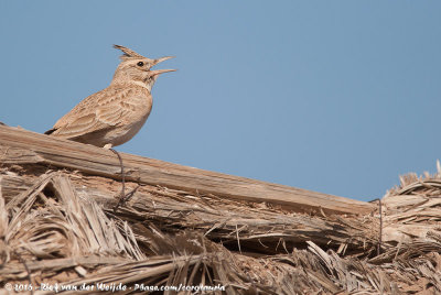 Maghreb Lark  (Langsnavelkuifleeuwerik)