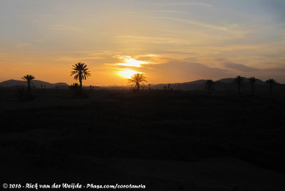 Desert sunset