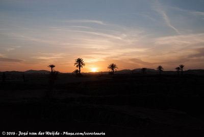 Desert sunset