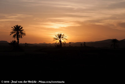 Desert sunset