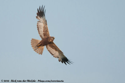 Western Marsh HarrierCircus aeruginosus aeruginosus