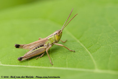 Meadow Grasshopper<br><i>Chorthippus parallelus parallelus</i>