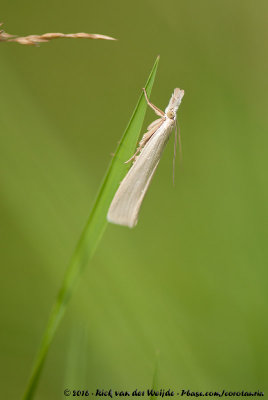 Immaculate Grass-Veneer MothCrambus perlella
