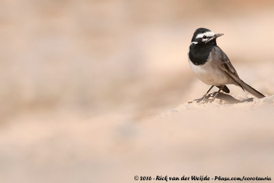 Moroccan WagtailMotacilla alba subpersonata