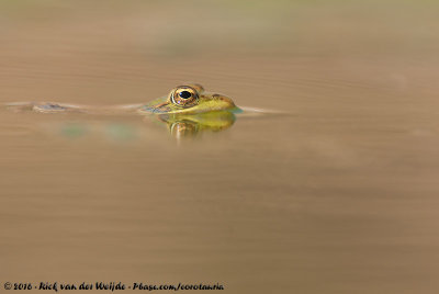 Sahara Frog  (Pelophylax saharicus)