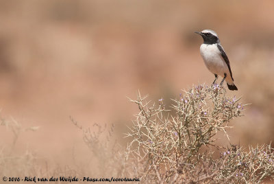 Atlas WheatearOenanthe seebohmi