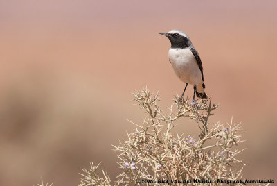 Atlas WheatearOenanthe seebohmi