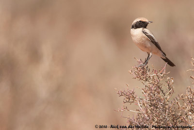 Desert WheatearOenanthe deserti homochroa