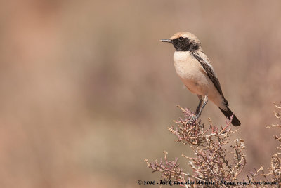 Desert WheatearOenanthe deserti homochroa